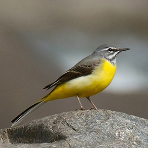 Grey Wagtail